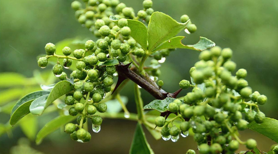 天水麥積鮮花椒2400平米冷庫設計安裝工程建造方案