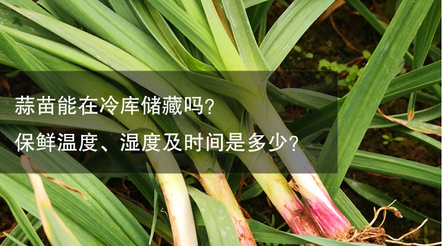 蒜苗能在冷庫(kù)儲(chǔ)藏嗎？保鮮溫度、濕度及時(shí)間是多少？