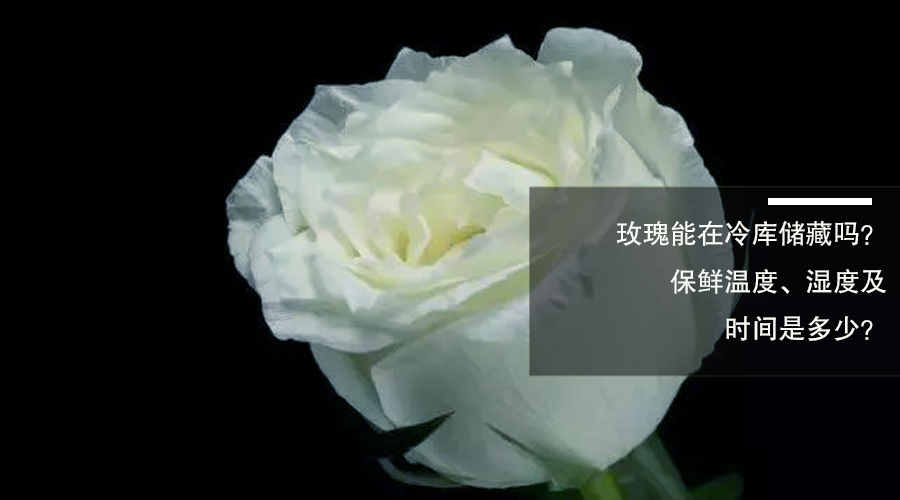 玫瑰花冷庫儲(chǔ)藏溫度、相對濕度及貯藏時(shí)間介紹