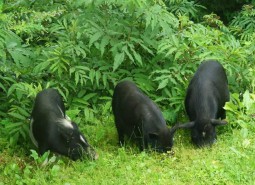 甘肅甘南迭部蕨麻豬肉1500平米冷凍庫設計