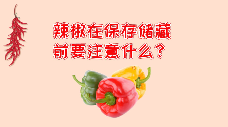 辣椒在保存儲(chǔ)藏前要注意什么？