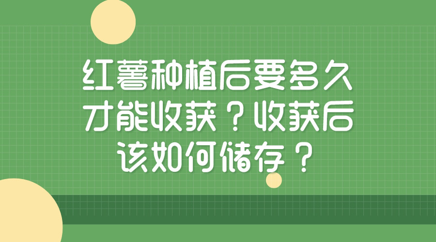 紅薯種植后要多久才能收獲？收獲后該如何儲存？