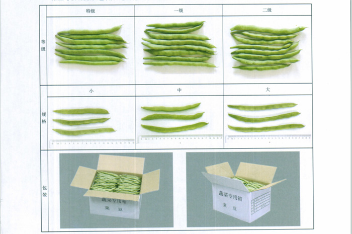 四季豆放冷庫前分級實(shí)物參考圖片