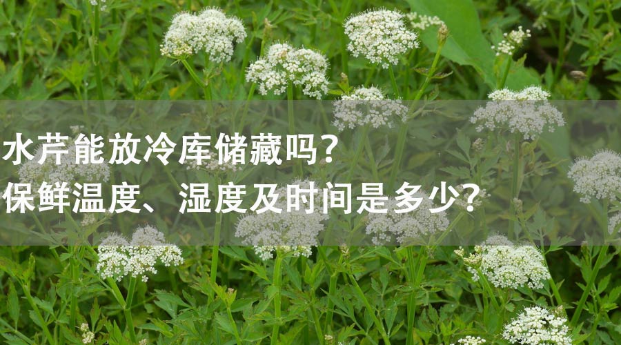 水芹能放冷庫(kù)儲(chǔ)藏嗎？保鮮溫度、濕度及時(shí)間是多少？