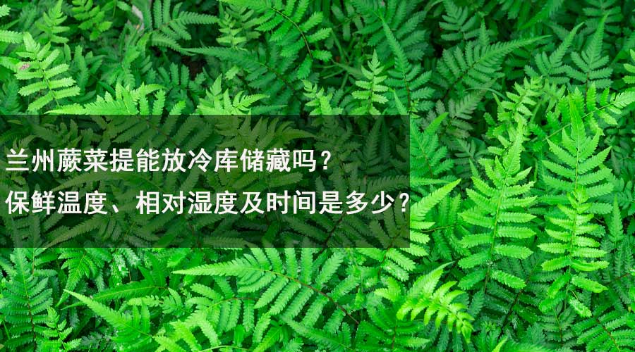 蘭州蕨菜提能放冷庫儲藏嗎？保鮮溫度、相對濕度及時間是多少？.jpg