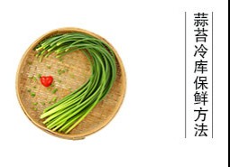 蒜薹（蒜苔、蒜毫）冷庫(kù)儲(chǔ)藏方法是什么？保鮮期可達(dá)半年以上！