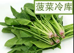 菠菜保鮮冷庫(kù)儲(chǔ)藏方法是什么？怎么保存新鮮不爛!