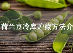 荷蘭豆冷庫貯藏方法介紹，學(xué)會此招保鮮2個(gè)月！