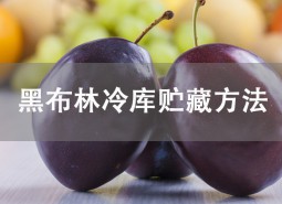 黑布林貯藏方法介紹！冷庫保鮮3個(gè)月不壞