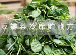 豆瓣菜冷庫(kù)貯藏方法詳解！