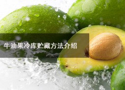 牛油果冷庫貯藏溫度為多少？可以在冷庫貯藏多長時間？-萬能制冷